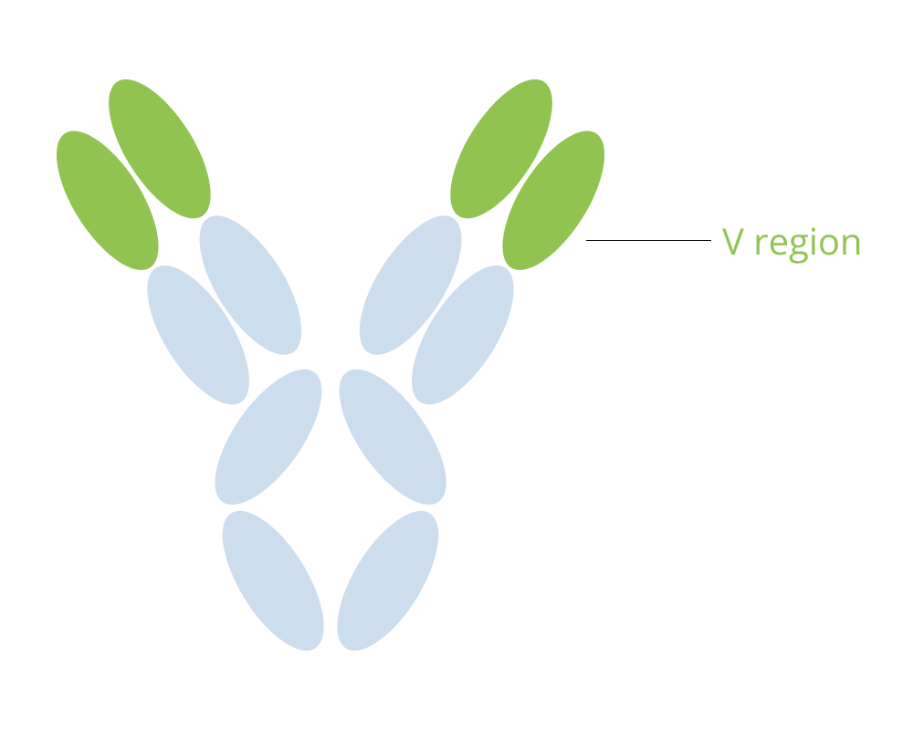 V-Region