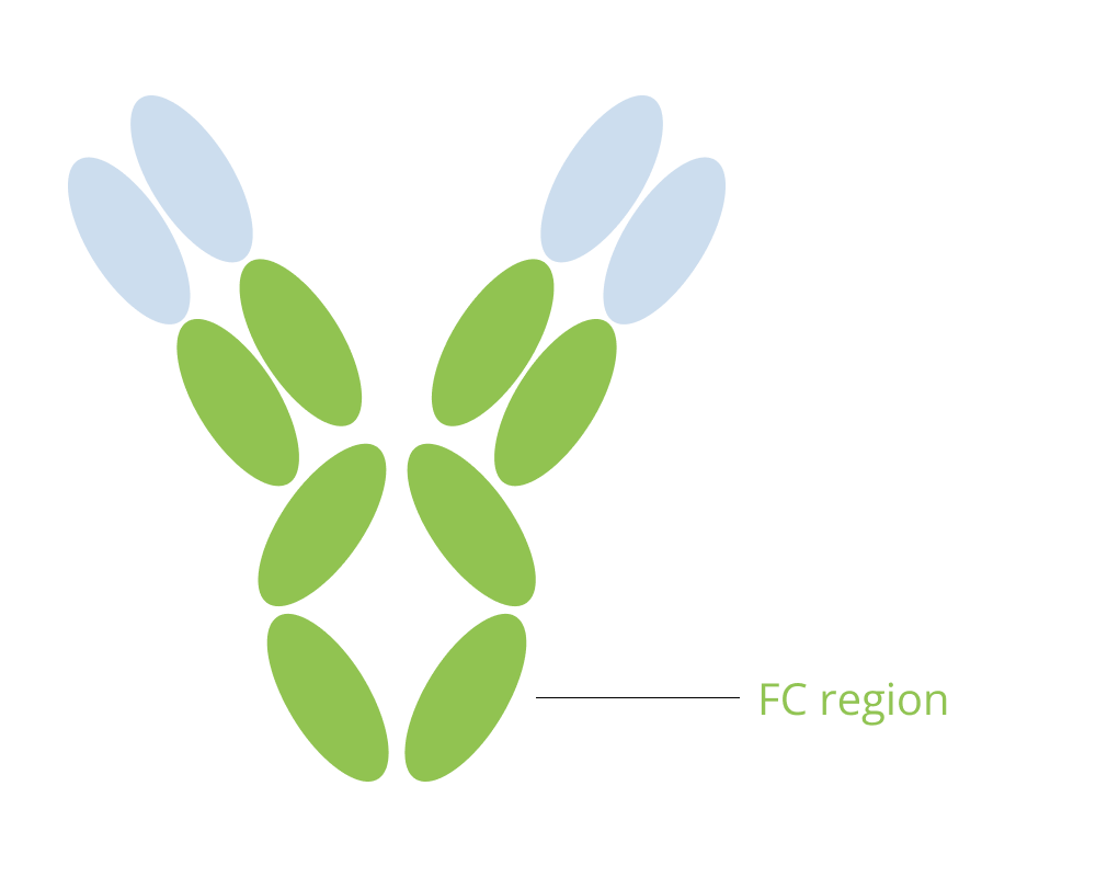 FC Region