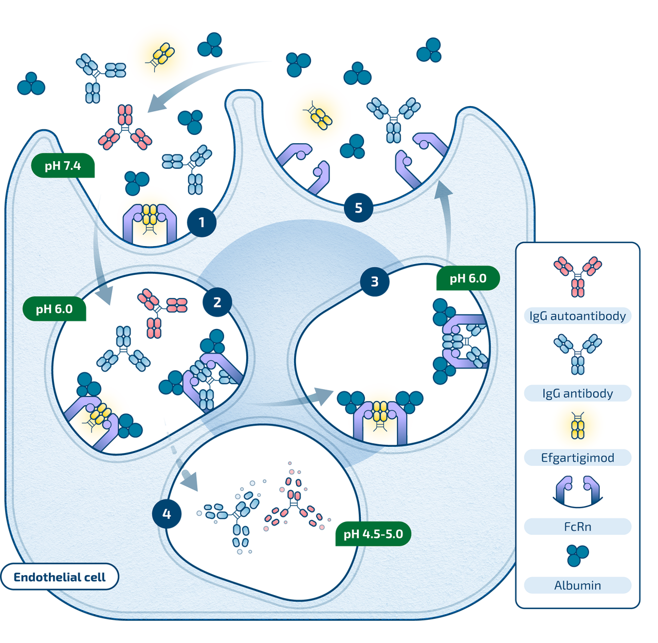 Efgartigimod Mechanism of Action