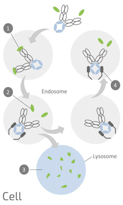 Proposed Mechanism Of Action ARGX-117