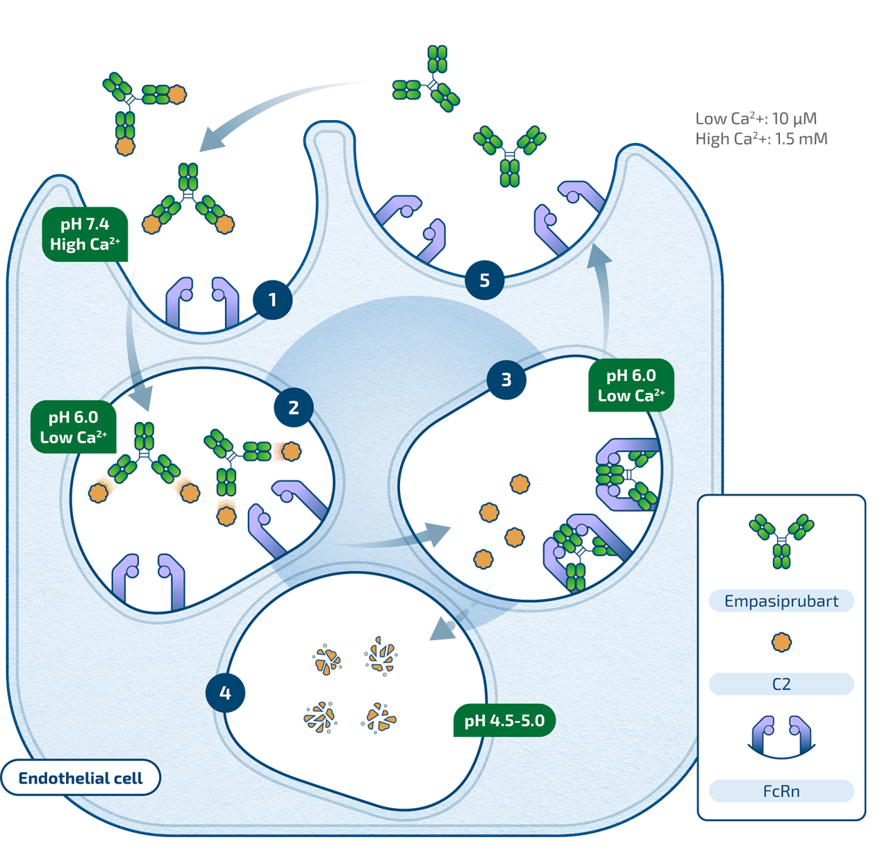 Empasiprubart Proposed Mechanism of Action