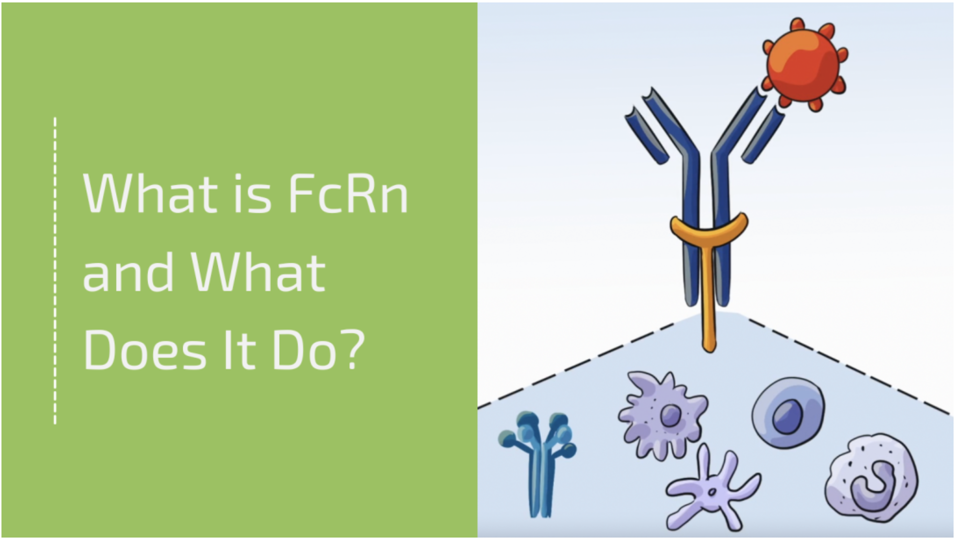 What is FcRn? And Could blocking FcRn redefine the treatment of dozens of autoimmune diseases?